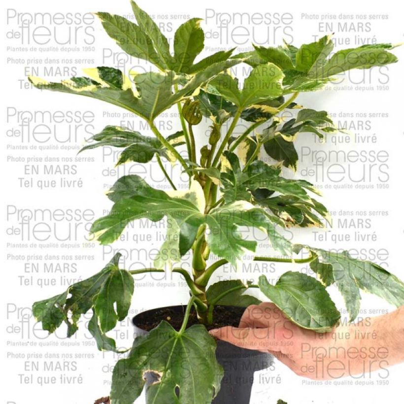 Voorbeeld van een exemplaar van Faux-aralia - Fatsia japonica Variegata Pot de 3L/4L zoals geleverd
