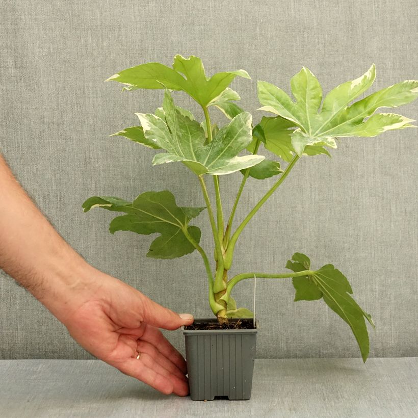 Exemplaar van Fatsia japonica Variegata - Vingerplant Kweekpotje van 8/9 cm zoals geleverd in de zomer