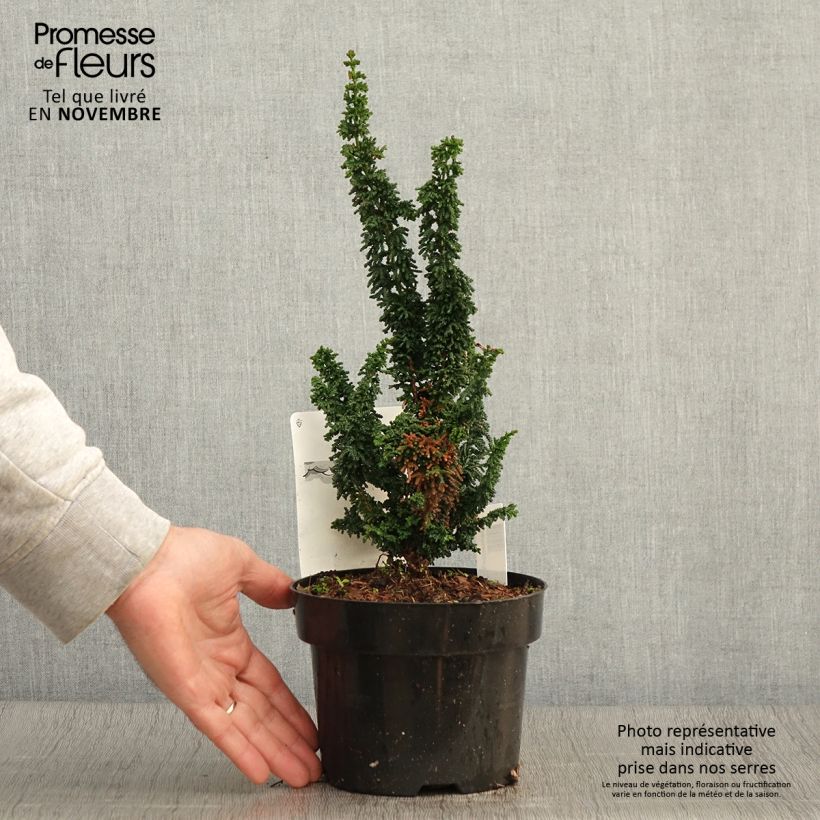 Exemplaar van Chamaecyparis obtusa Chirimen - Hinoki cipres Pot van 2 l/3 l zoals geleverd in de herfst