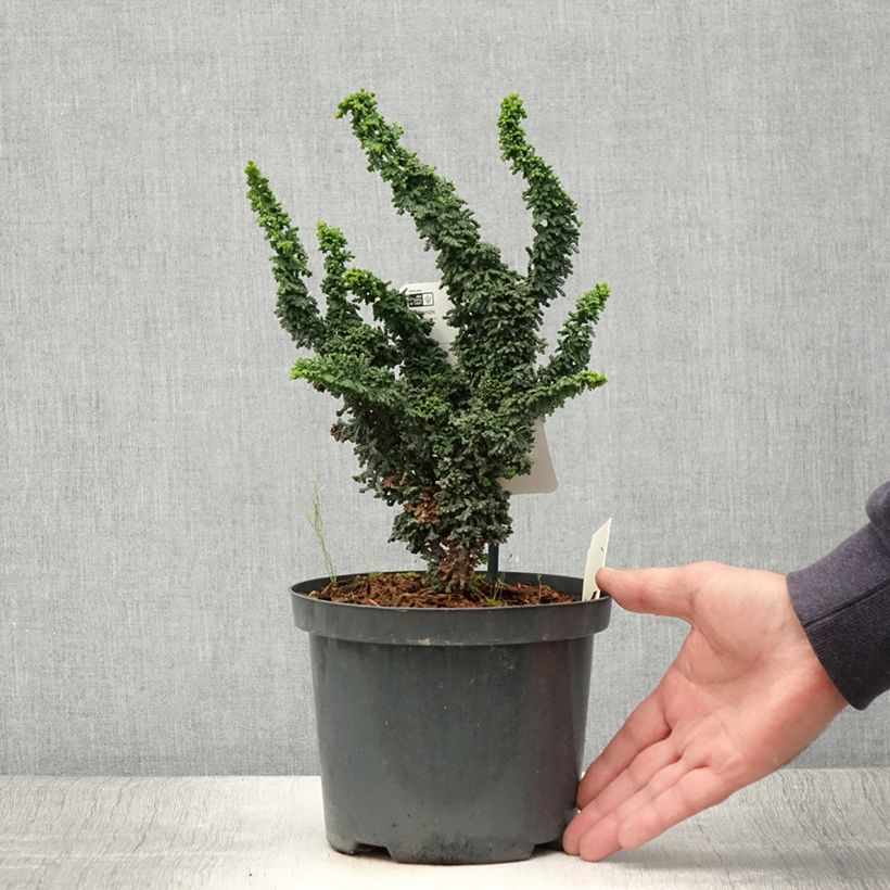 Exemplaar van Chamaecyparis obtusa Chirimen - Hinoki cipres Pot van 2 l/3 l zoals geleverd in de zomer
