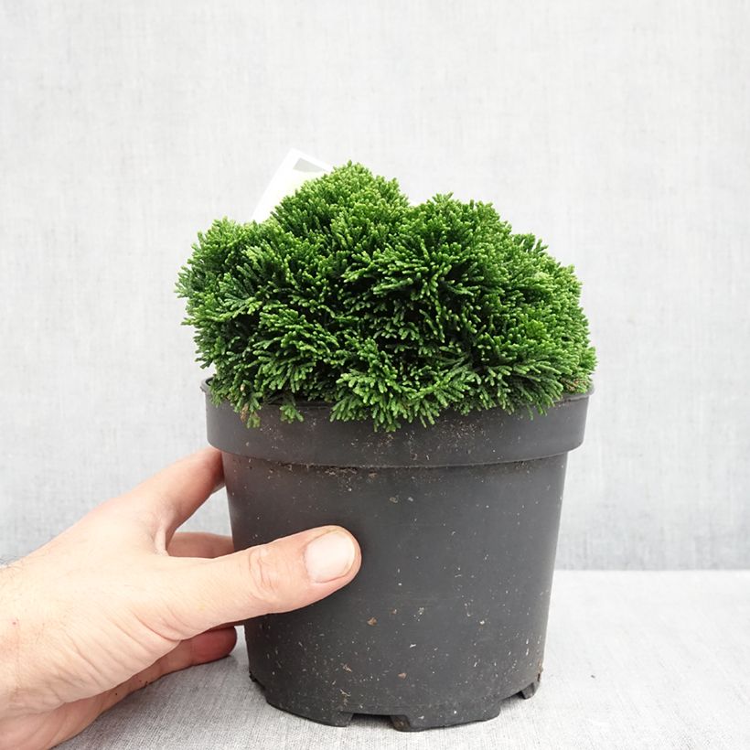 Exemplaar van Chamaecyparis obtusa Juniperoides - Hinoki cipres Pot van 2 l/3 l zoals geleverd in de herfst