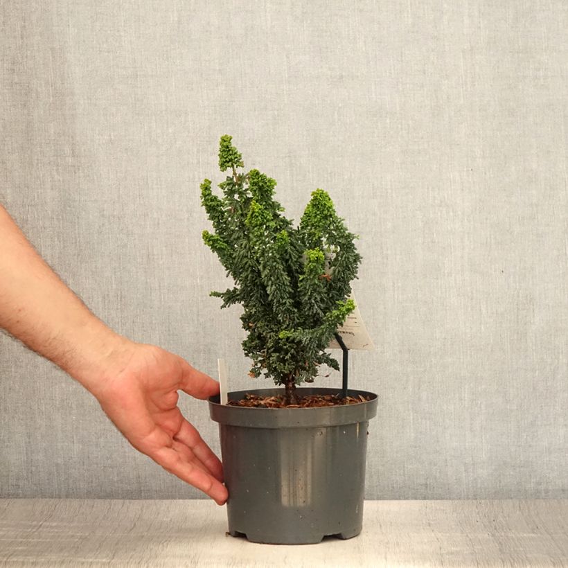 Exemplaar van Chamaecyparis obtusa Juniperoides - Hinoki cipres Pot van 2 l/3 l zoals geleverd in de zomer