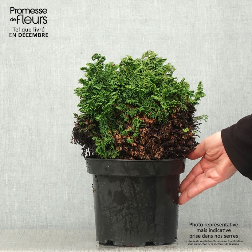 Exemplaar van Chamaecyparis obtusa Kosteri - Hinoki cipres Pot van 4 l/5 l zoals geleverd in de herfst