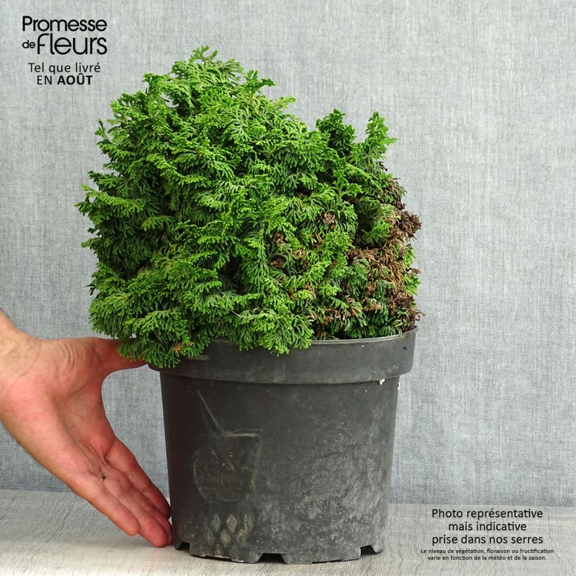 Exemplaar van Chamaecyparis obtusa Kosteri - Hinoki cipres Pot van 4 l/5 l zoals geleverd in de zomer