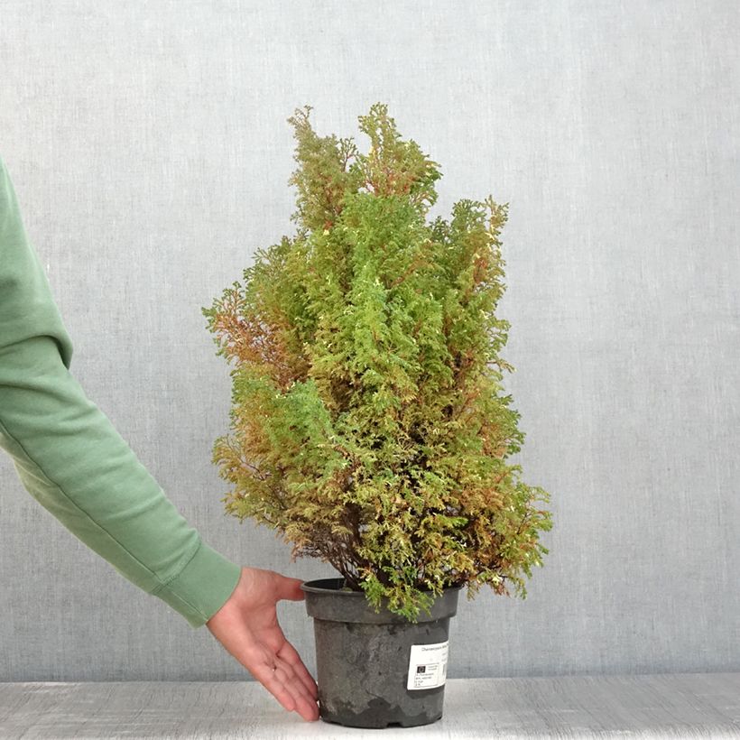 Exemplaar van Chamaecyparis obtusa Snowflake - Hinoki cipres Pot van 2 l/3 l zoals geleverd in de zomer