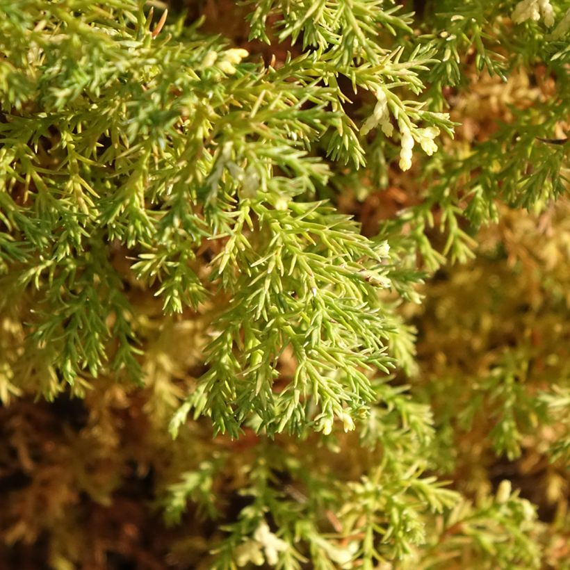 Chamaecyparis obtusa Snowflake - Hinoki cipres (Blad)