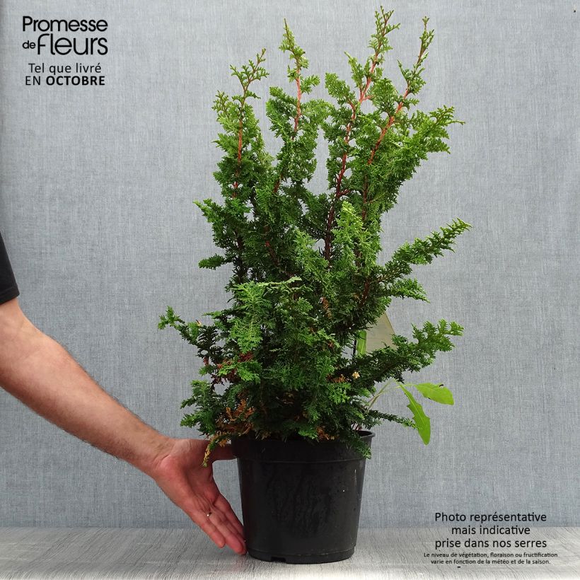 Exemplaar van Chamaecyparis obtusa Teddy Bear - Hinoki cipres Pot van 4 l/5 l zoals geleverd in de herfst