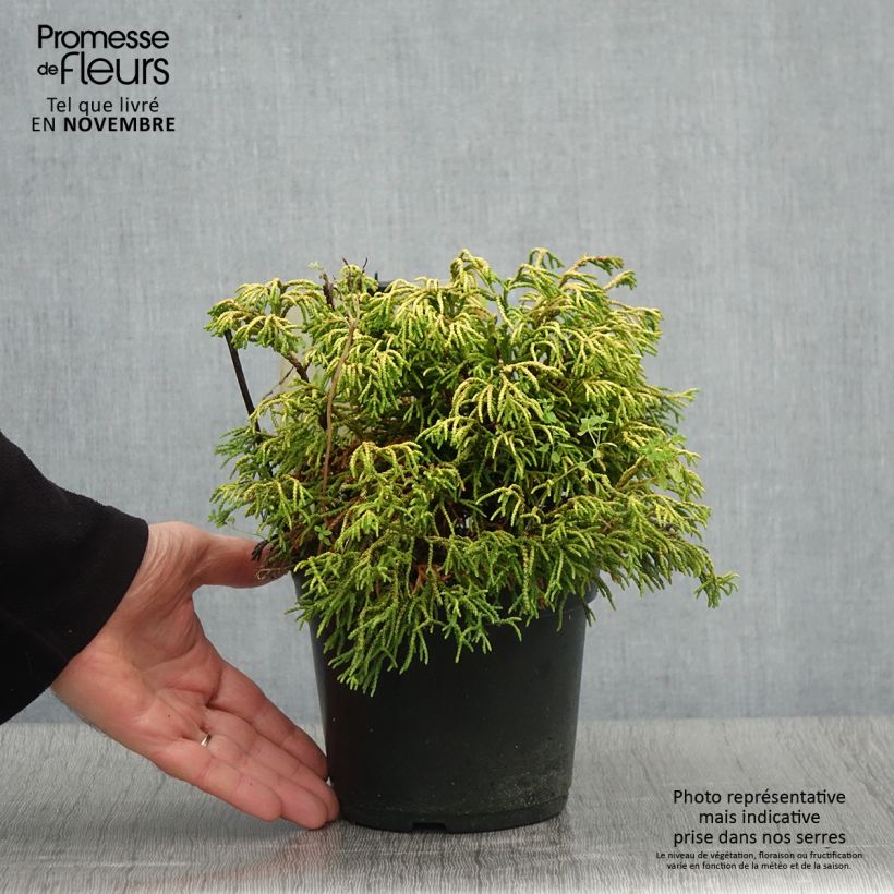 Exemplaar van Chamaecyparis obtusa Tsatsumi Gold - Hinoki cipres Pot van 2 l/3 l zoals geleverd in de herfst