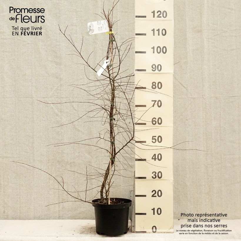 Exemplaar van Nothofagus antarctica - Antarctische beuk Pot van 4 l/5 l zoals geleverd in de winter