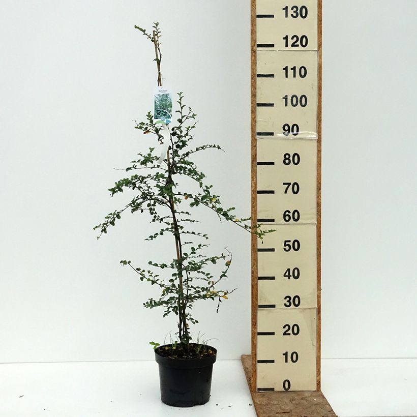 Exemplaar van Nothofagus antarctica - Antarctische beuk Pot van 4 l/5 l zoals geleverd in de zomer