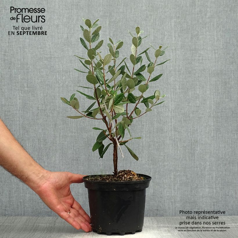 Exemplaar van Ananasguave Apollo Pot van 2 l/3 l zoals geleverd in de herfst