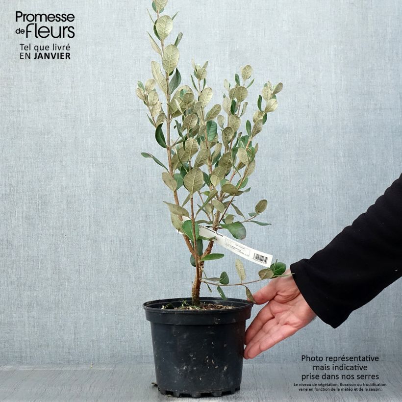 Exemplaar van Feijoa ou Acca sellowiana Apollo - Goyavier du Brésil Pot de 2L/3L zoals geleverd in de winter
