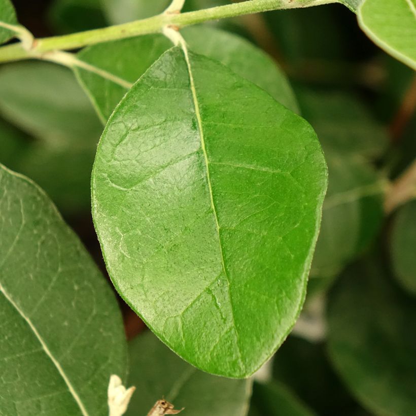 Ananasguave Apollo (Blad)