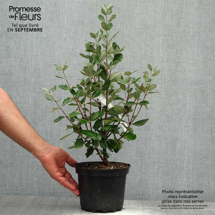 Exemplaar van Ananasguave - Acca sellowiana Mammoth Pot van 3 l/4 l zoals geleverd in de herfst
