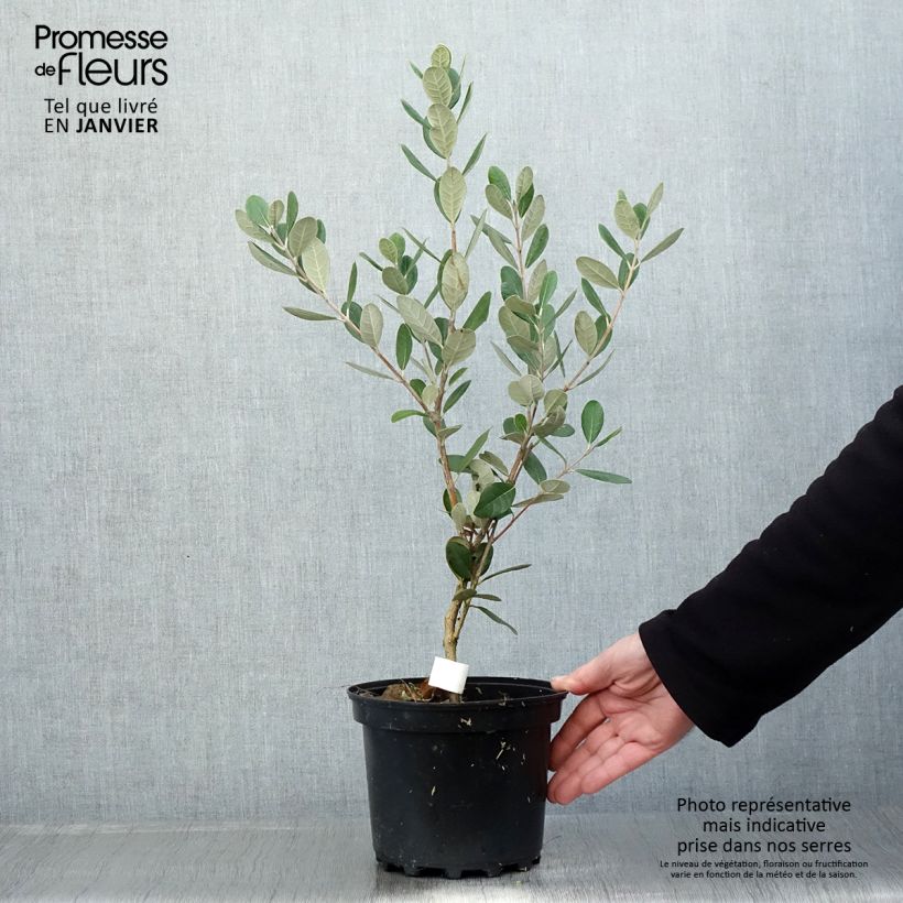 Exemplaar van Feijoa ou Acca sellowiana Triumph - Goyavier du Brésil Pot de 3L/4L zoals geleverd in de winter