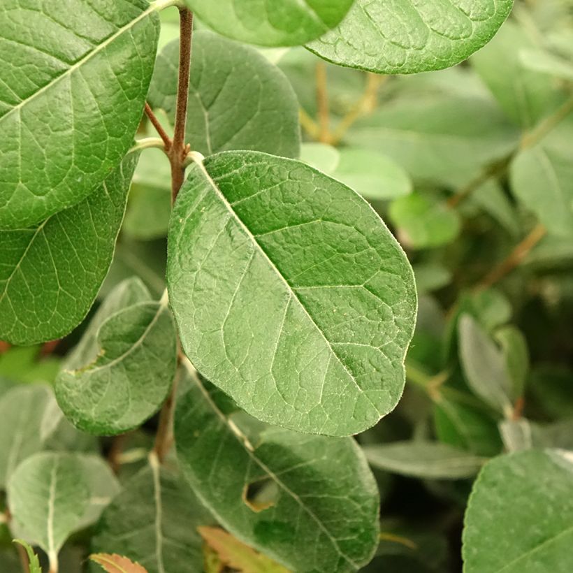 Ananasguave Triumph - (Blad)