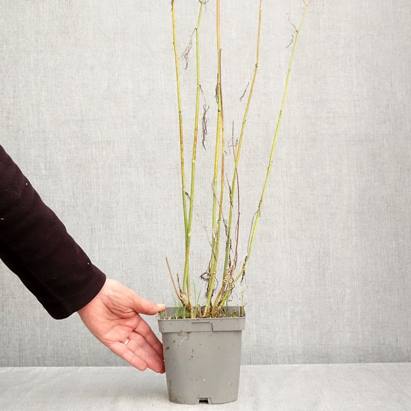 Exemplaar van Foeniculum vulgare Giant Bronze - Venkel Pot van 2 l/3 l zoals geleverd in de herfst
