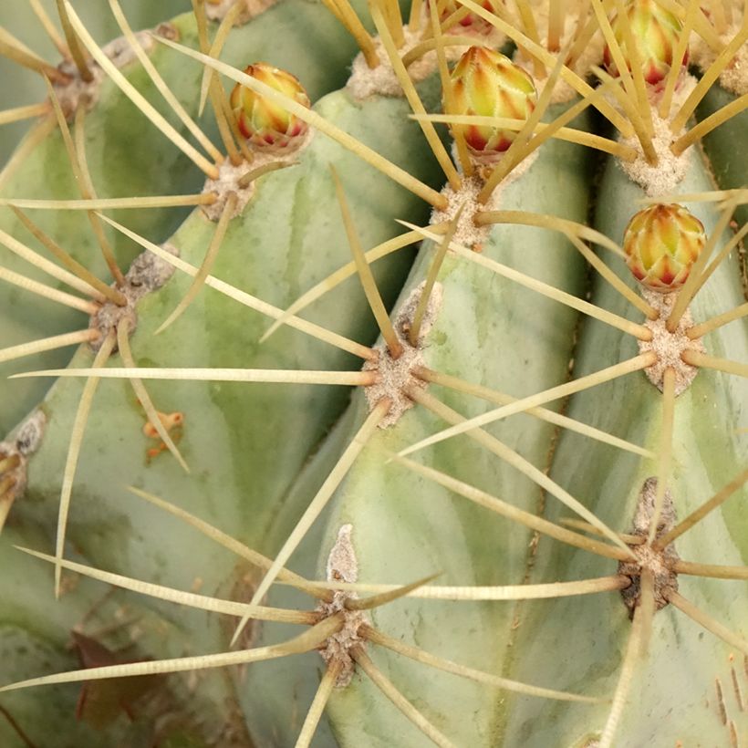 Ferocactus glaucescens - Vatcactus (Blad)
