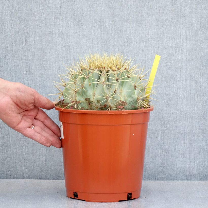 Exemplaar van Ferocactus glaucescens - Vatcactus Pot van 4 l/5 l zoals geleverd in de lente