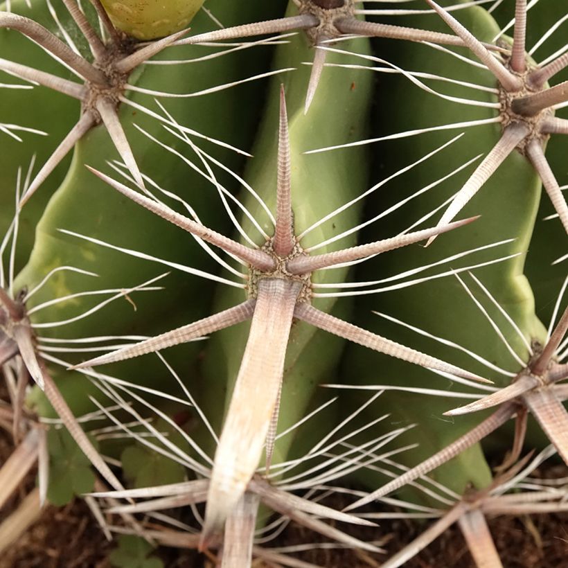 Ferocactus horridus - Vatcactus (Blad)