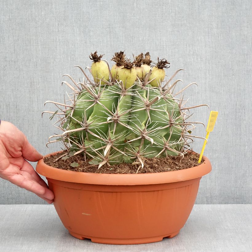 Exemplaar van Ferocactus horridus - Vatcactus Inhoud 7,5 l / 10 l zoals geleverd in de lente