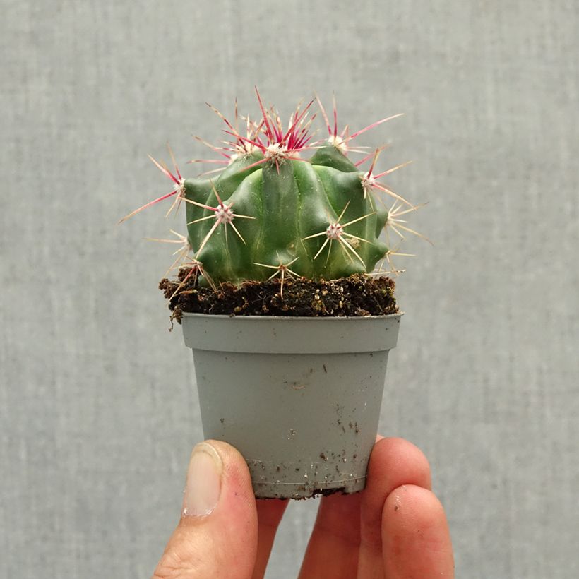Exemplaar van Ferocactus latispinus - Cactus tonneau Mini-kamerplanten zoals geleverd in de lente