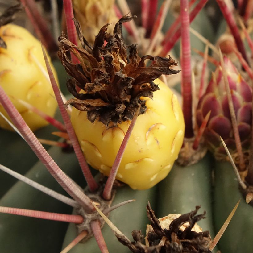 Ferocactus rectispinus - Vatcactus (Oogst)