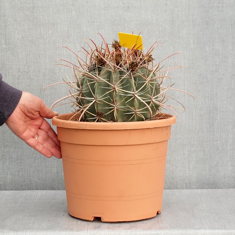 Exemplaar van Ferocactus rectispinus - Vatcactus Pot van 7,5 l/10 l zoals geleverd in de lente