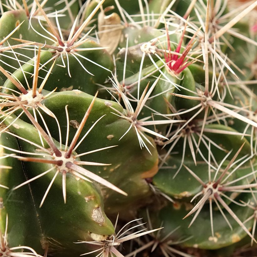 Ferocactus robustus - Vatcactus (Blad)