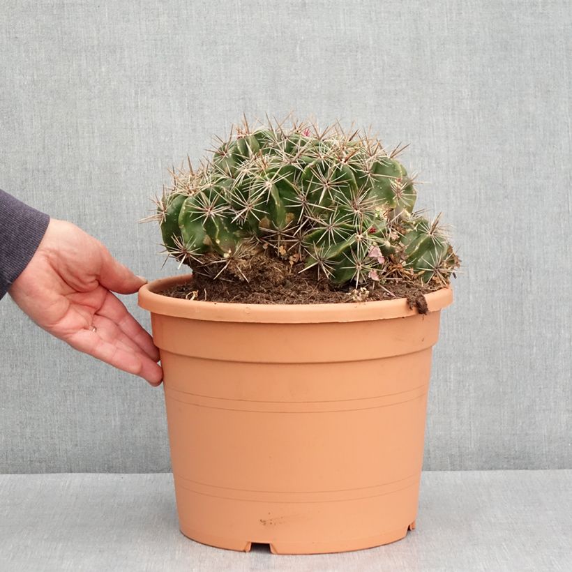 Example of Ferocactus robustus - Vatcactus Pot van 7,5 l/10 l as you get in printemps