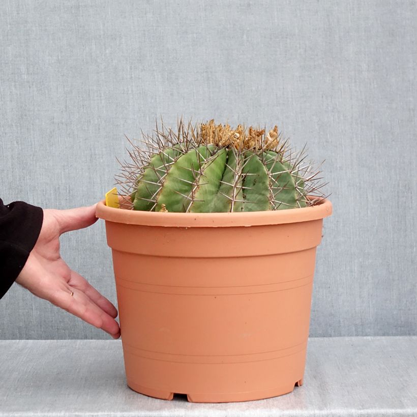 Exemplaar van Ferocactus schwarzii - Vatcactus Pot van 7,5 l/10 l zoals geleverd in de herfst