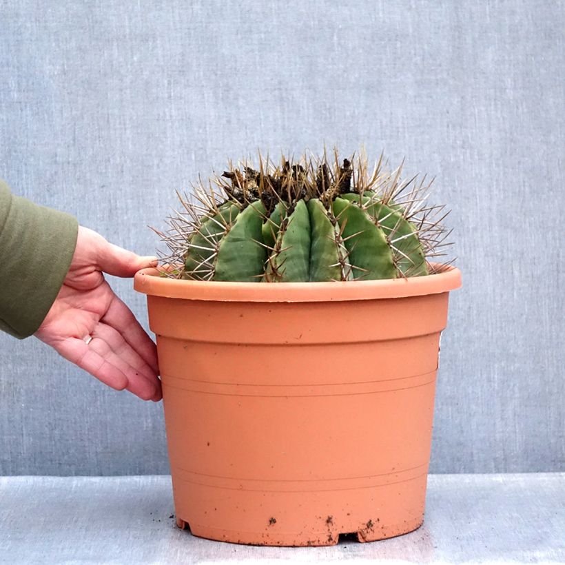 Exemplaar van Ferocactus schwarzii - Vatcactus Pot van 7,5 l/10 l zoals geleverd in de winter