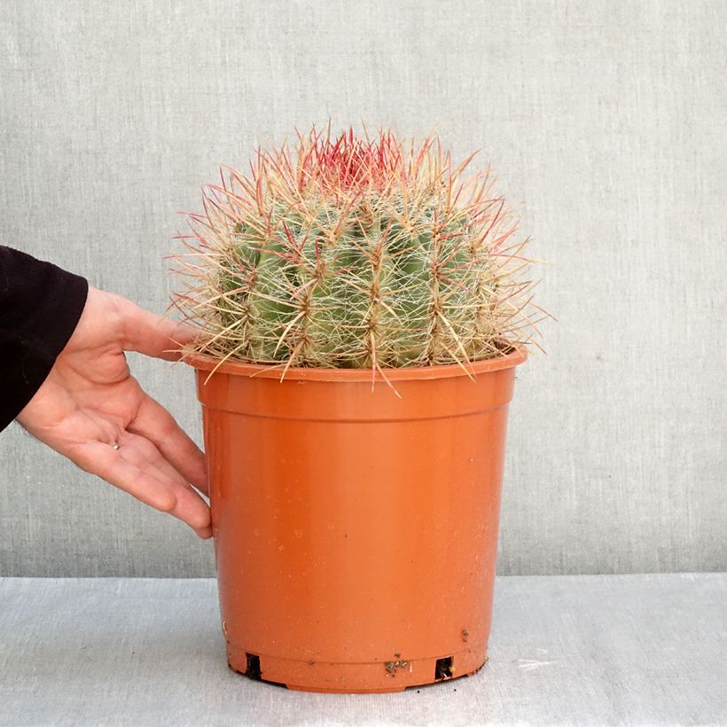 Exemplaar van Ferocactus stainesii - Vatcactus Pot van 4 l/5 l zoals geleverd in de herfst
