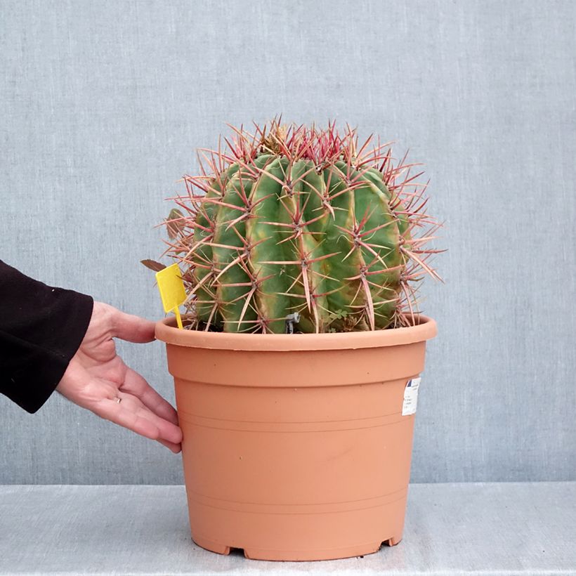 Exemplaar van Ferocactus stainesii pilosus - Vatcactus Pot van 7,5 l/10 l zoals geleverd in de herfst