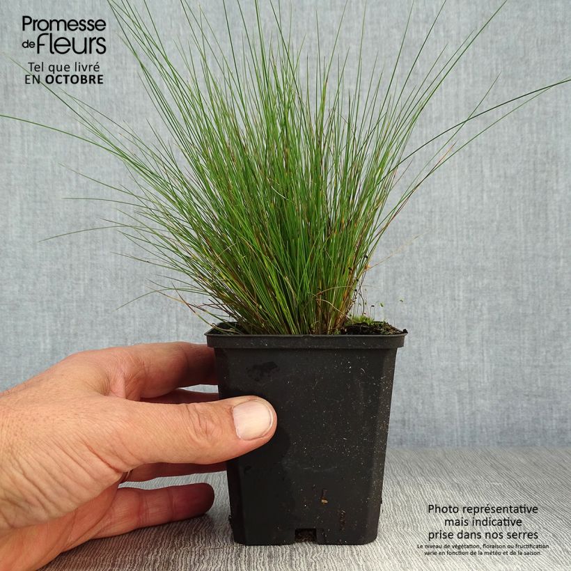 Exemplaar van Festuca amethystina - Zwenkgras Kweekpotje van 8/9 cm zoals geleverd in de herfst