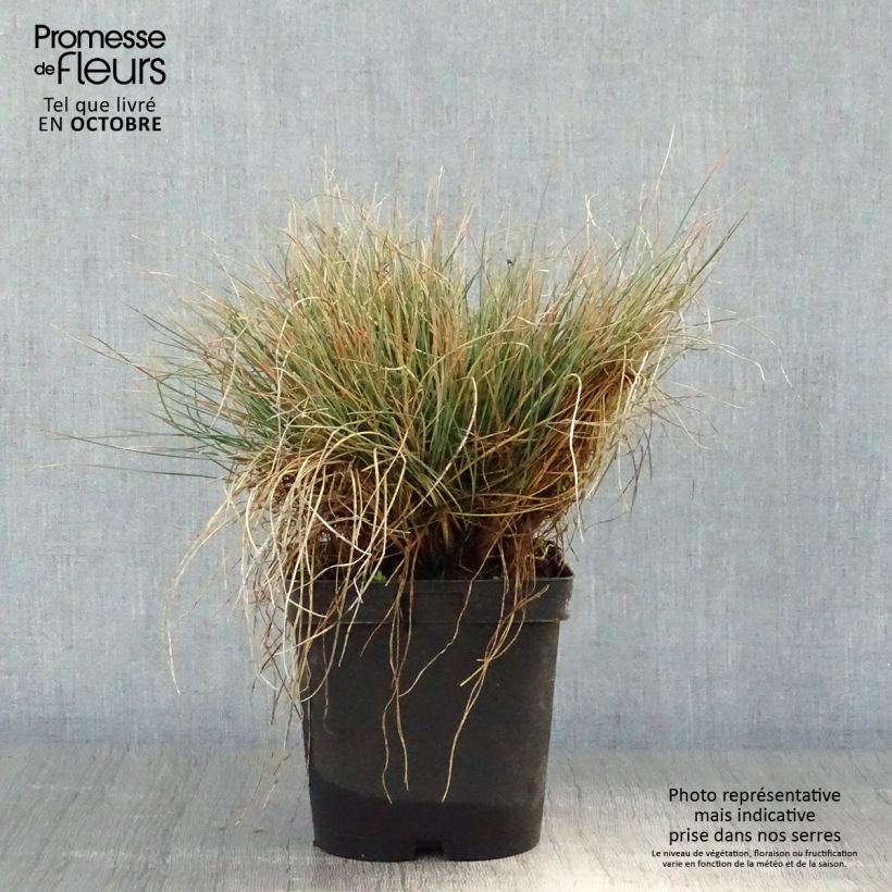 Exemplaar van Festuca amethystina - Zwenkgras Pot van 2 l/3 l zoals geleverd in de herfst