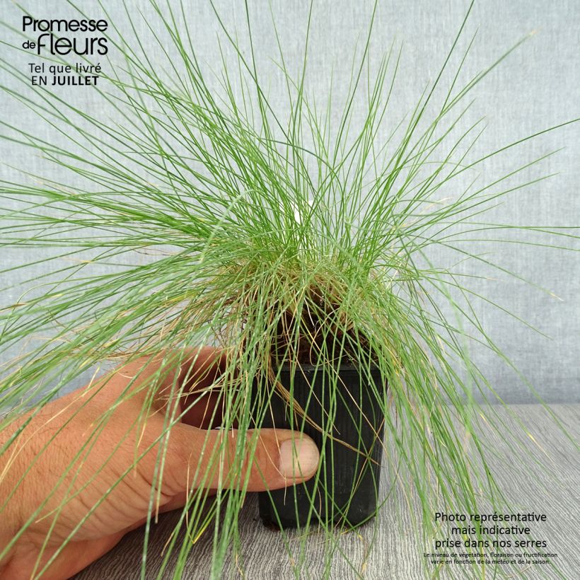 Exemplaar van Festuca filiformis - Fijn schapengras Kweekpotje van 8/9 cm zoals geleverd in de zomer