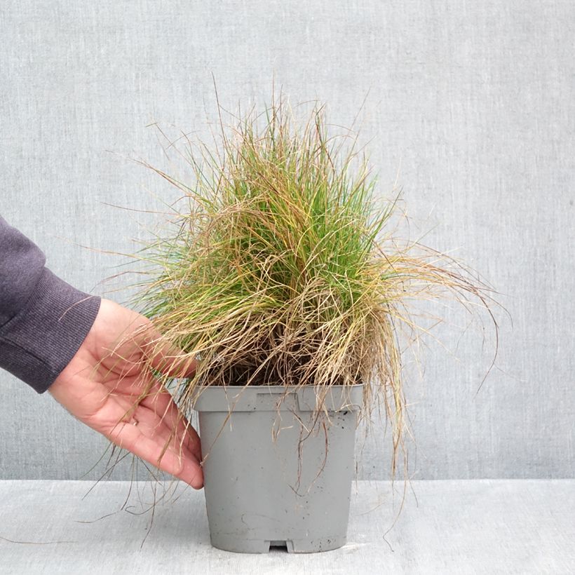 Exemplaar van Festuca filiformis - Fijn schapengras Pot van 2 l/3 l zoals geleverd in de herfst