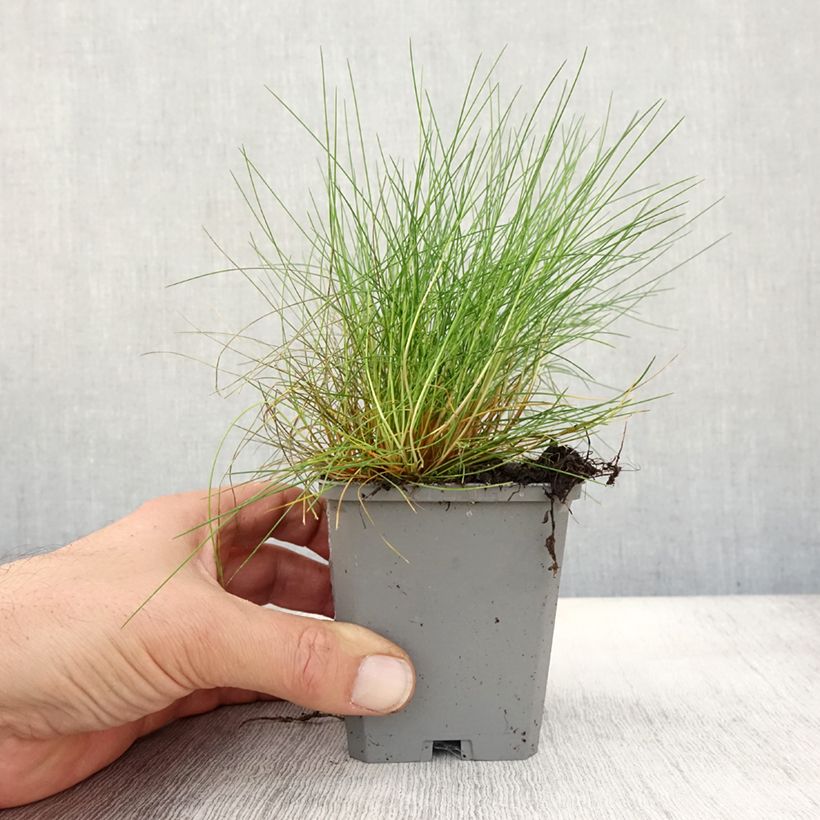 Exemplaar van Festuca gautieri - Zwenkgras Kweekpotje van 8/9 cm zoals geleverd in de herfst
