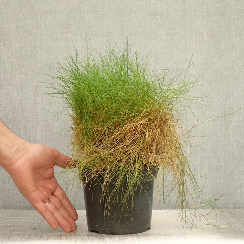 Exemplaar van Festuca gautieri - Zwenkgras Pot van 2 l/3 l zoals geleverd in de zomer
