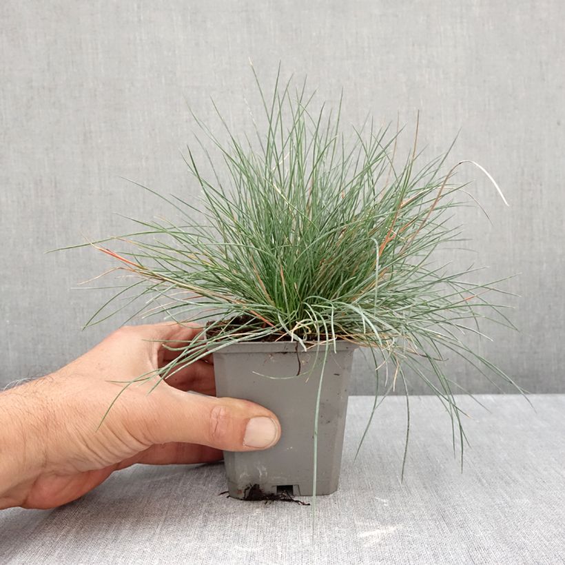 Exemplaar van Festuca glauca Intense Blue - Blauw schapengras Kweekpotje van 8/9 cm zoals geleverd in de herfst