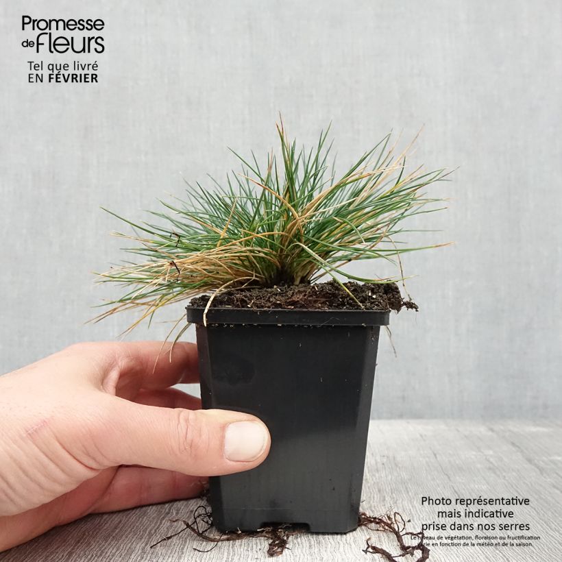 Exemplaar van Festuca Intense Blue - Fétuque bleue Godet de 8/9 cm zoals geleverd in de winter