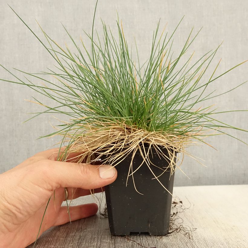 Example of Festuca glauca Intense Blue - Blauw schapengras Kweekpotje van 8/9 cm as you get in printemps