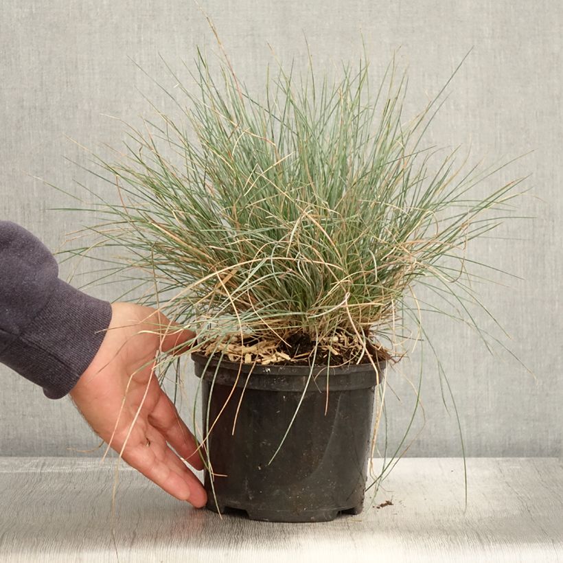 Exemplaar van Festuca glauca Intense Blue - Blauw schapengras Pot van 2 l/3 l zoals geleverd in de herfst