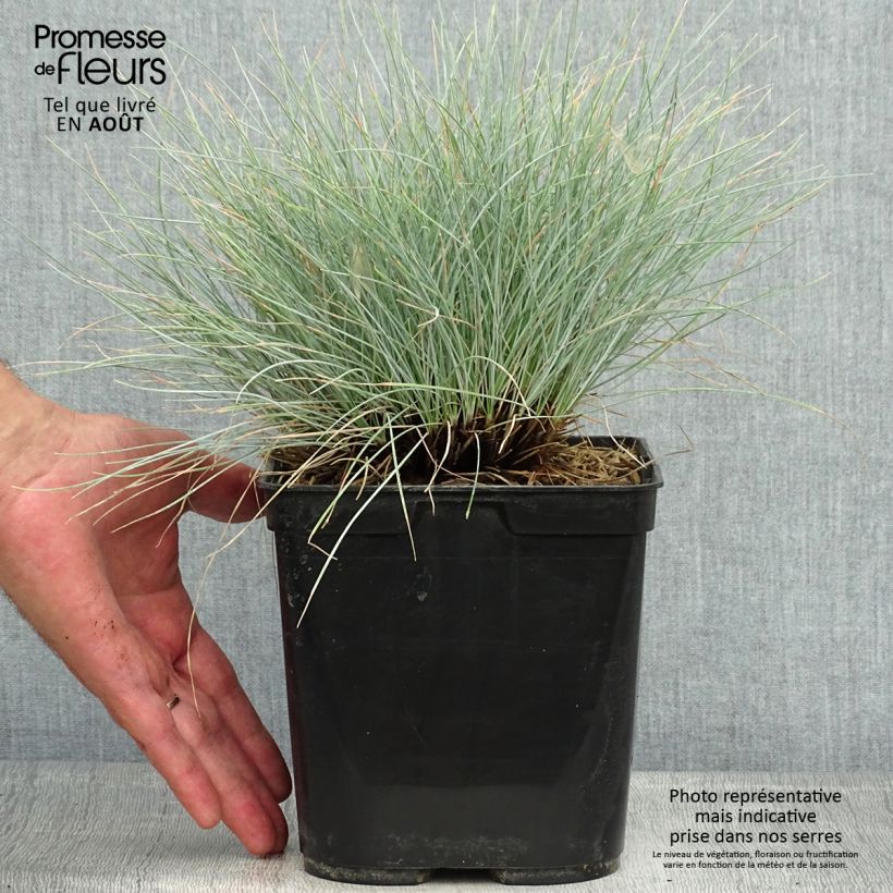 Exemplaar van Festuca glauca Intense Blue - Blauw schapengras Pot van 2 l/3 l zoals geleverd in de zomer