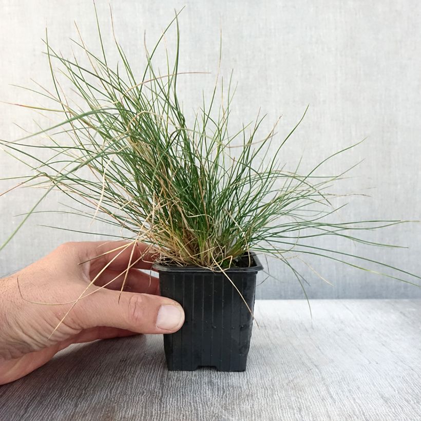 Exemplaar van Festuca Sunrise - Fétuque Godet de 8/9 cm zoals geleverd in de herfst