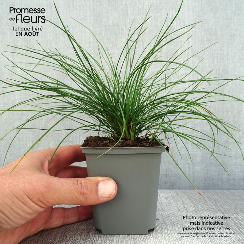 Exemplaar van Festuca glauca Sunrise (zaad) - Blauw schapengras Kweekpotje van 8/9 cm zoals geleverd in de zomer