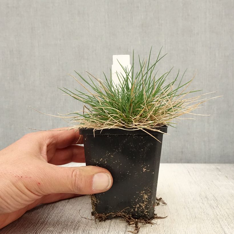 Exemplaar van Festuca glauca Sunrise (zaad) - Blauw schapengras Kweekpotje van 8/9 cm zoals geleverd in de lente