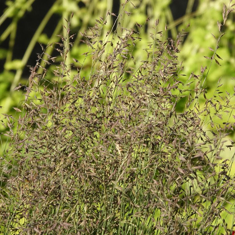 Festuca glauca Sunrise (zaad) - Blauw schapengras (Bloei)