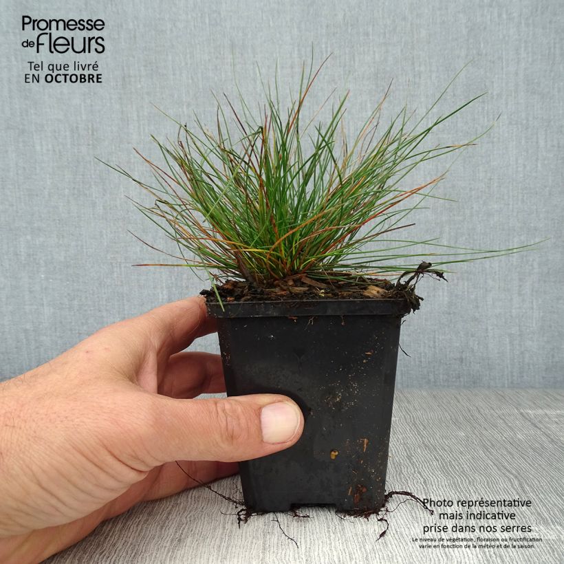 Exemplaar van Festuca glauca - Schapengras Kweekpotje van 8/9 cm zoals geleverd in de herfst